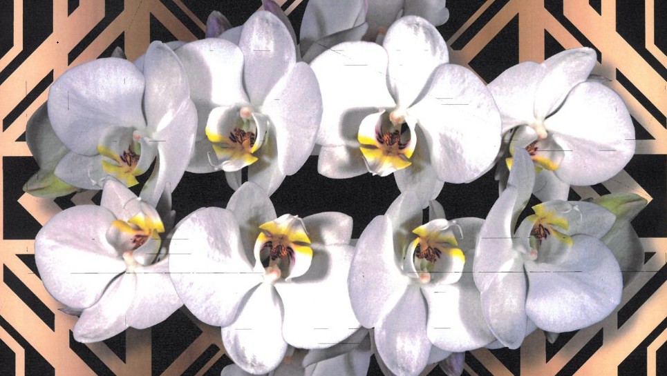 Lees het artikel op [NL]28eme Exposition Internationale d'Orchidées